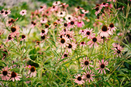 Herbal Allergy Remedies: Echinacea, Eyebright, Golden Seal and More Image